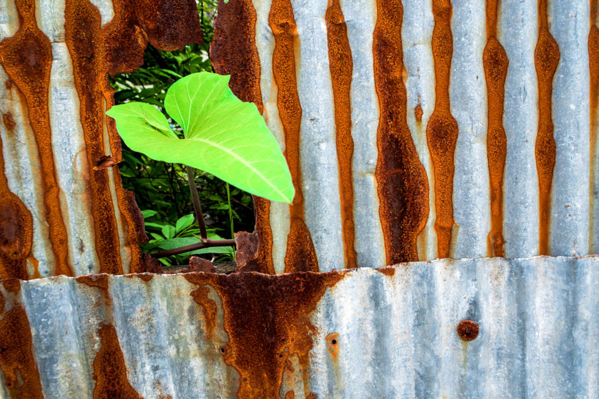 A morning glory leaf pokes through the hole in a rusted galvanized steel wall