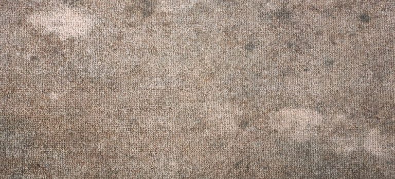 How to Easily Remove Mould from Carpet | Fantastic Services Tips