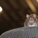 rat on car tire