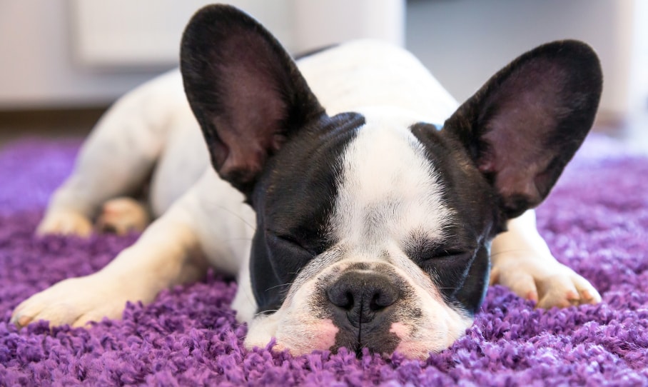 Why carpets smell like a dog after cleaning