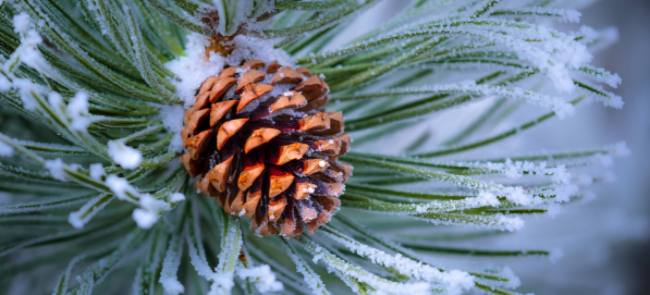 How to Flock a Christmas Tree