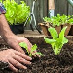 vegetable gardening