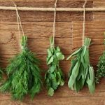 herb gardening